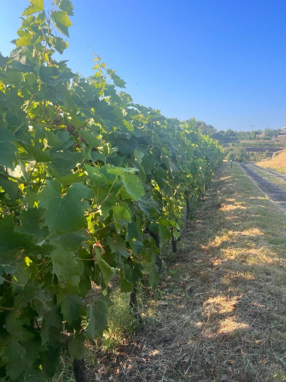 Le Case Del Merlo Turismo Rurale Milo Εξωτερικό φωτογραφία