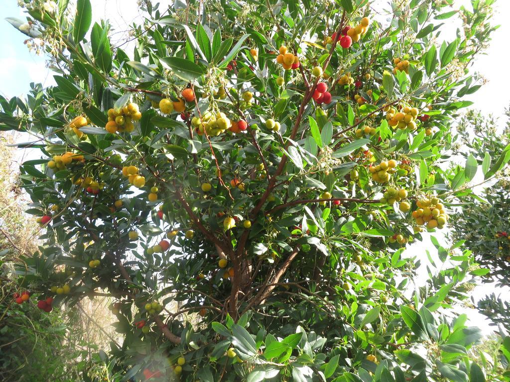 Le Case Del Merlo Turismo Rurale Milo Εξωτερικό φωτογραφία
